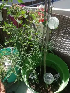IMG_20200718_132135.jpg