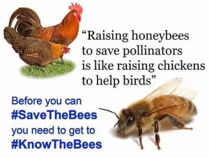 abeilles-pollinisateurs.jpg