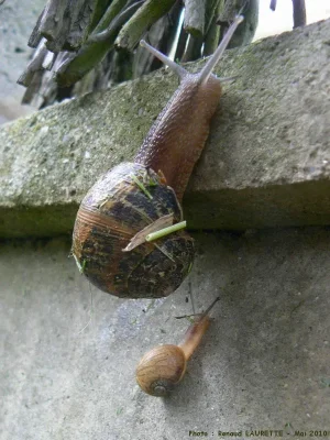 petits-gris.jpg