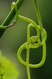 serpent.jpg
