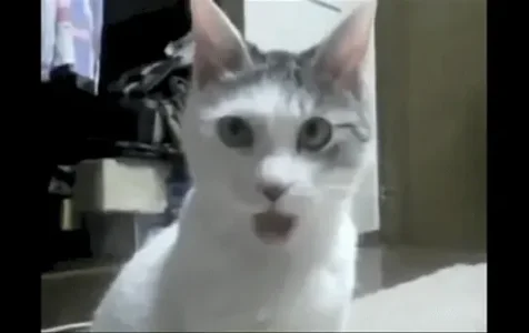 74286e0d2c039994-.gif