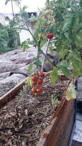 tomates cerise jardinière.jpeg