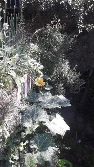 courge jardinnière.jpeg