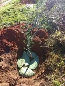 tecnnique kabyle planter olivier.jpg