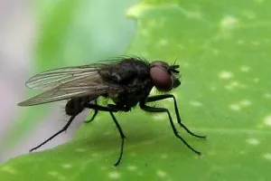 mouche.jpg