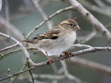 moineau.jpg
