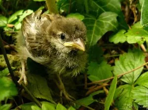 moineau-bebe-.jpg