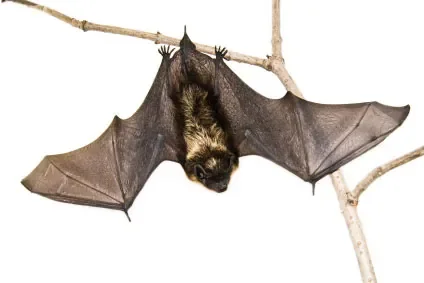 chauve-souris.jpg