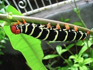 insecte011.jpg
