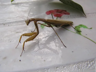 insecte-p1010015.jpg