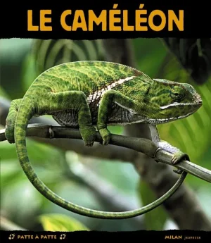 Caméléon.jpg