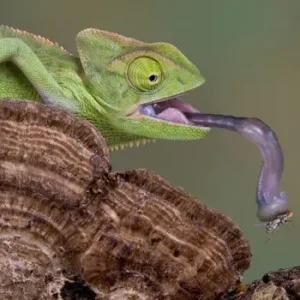 Caméléon 1.jpg
