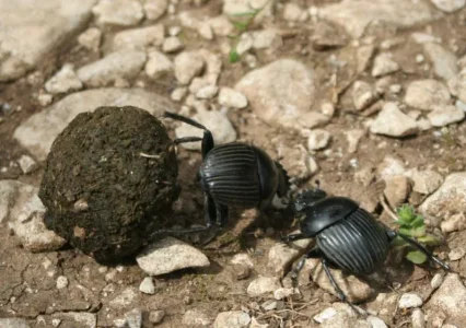 abziz - &#11568;&#11569;&#11621;&#11593;&#11621; - Scarabaeus_laticollis_2.jpg