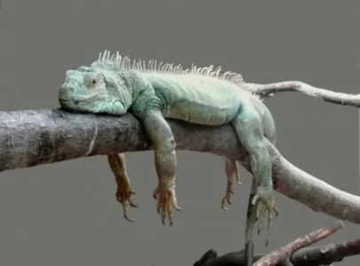 Iguane - &#11568;&#11619;&#11618;&#11568;&#11571;&#11603;&#11604; - azyagur.jpg 2.jpg