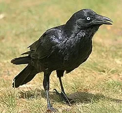 250px-Corvus_mellori.jpg