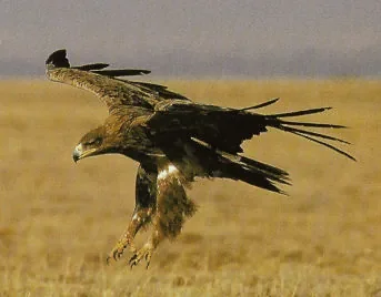 aigle.jpg
