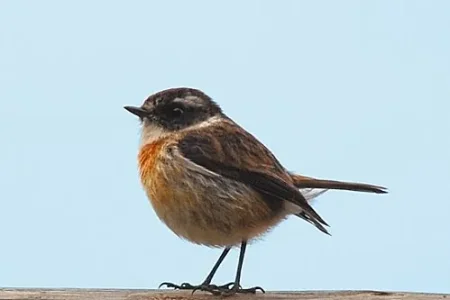 oiseau-passereau-armel.jpg