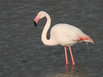 1274471264_flamants2.jpg