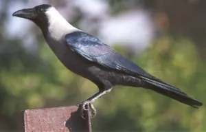 corvus.jpg