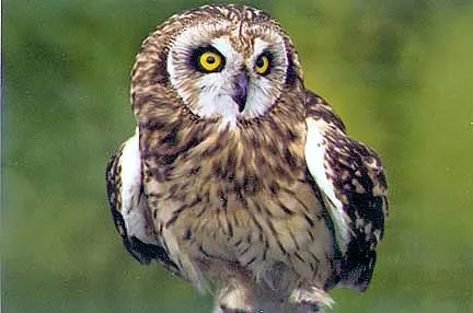 hibou.jpg