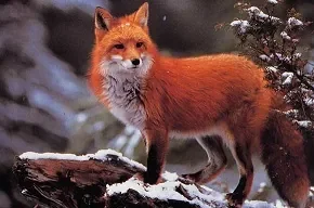 renard.jpg
