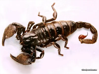 scorpion2.jpg