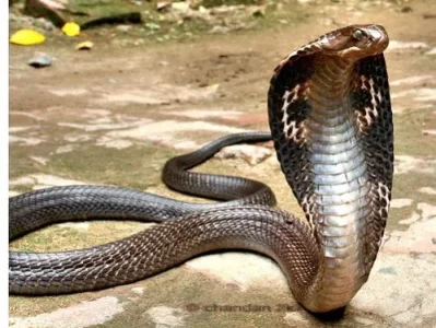 Cobra.jpg