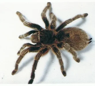 mygale &#1585;&#1578;&#1610;&#1604;&#1577; &#1593;&#1606;&#1603;&#1576;&#1608;&#1578;.jpg