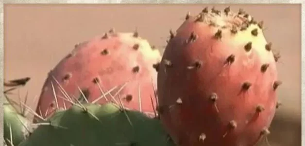 lhandia karibane bil aswa9.jpg