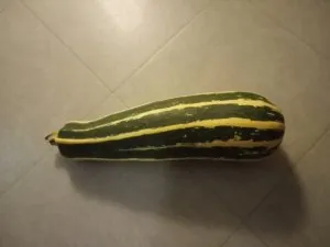 261556