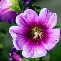 i59258-mauve.jpg