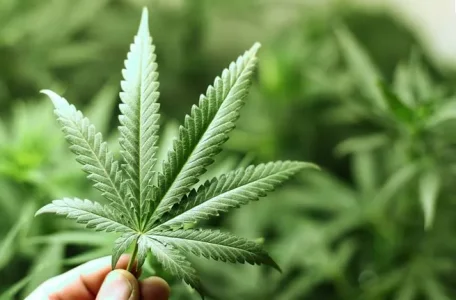cannabis1.jpg