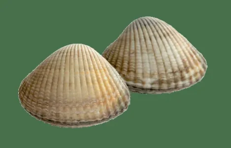0A09DB6C-9C8C-41DC-BF7D-6ED8648E07D7.png