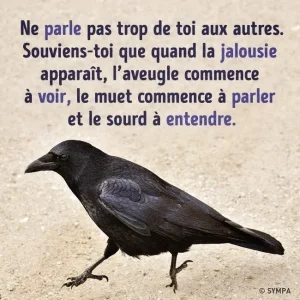 jalousie.jpg