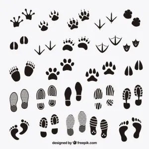 empreintes-pas-ombres-animaux-homme_23-2147504112.jpg