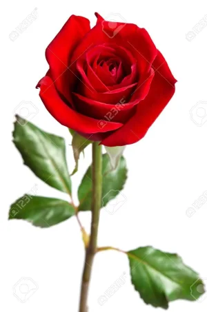 Rose Amazigh.jpg