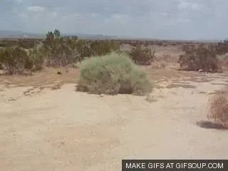 OrderlyEvilCockatoo-size_restricted.gif