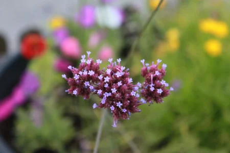 IMG_9703.JPG
