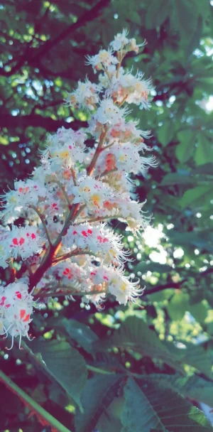 Snapchat-1867280105.jpg