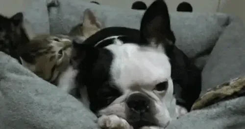giphy (11).gif