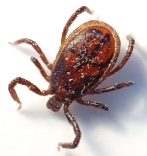 Tick_male - fästing.jpg
