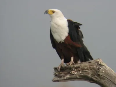 Igider anegmar - Aigle pêcheur - &#11593;&#11571;&#11593;&#11575;&#11579;&#11604; &#11568;&#1159.jpg