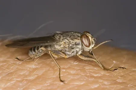 Tagugamt - &#11612;&#11568;&#11571;&#11603;&#11571;&#11568;&#11598;&#11612; - Mouche tsé-tsé.jpg