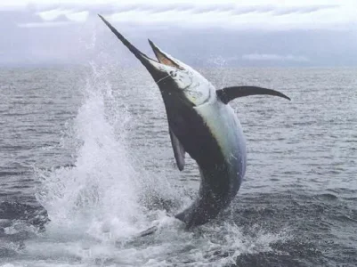 Poisson à  epée, (espadon) &#11579;&#11609;&#11609;&#11571;&#11599;&#11593; issgni.jpg
