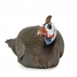 poule de Numidie, de Pharaon &#11593;&#11580;&#11579;&#11604;&#11575;, &#11612;&#11568;&#11618;&.jpg