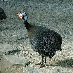 iferd, taylalt poule de Numidie &#11593;&#11580;&#11579;&#11604;&#11575;, &#11612;&#11568;&#1161.jpg
