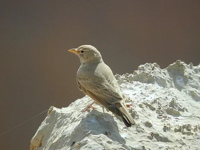 Ammomane isabelline (Ammomanes deserti, Desert Lark).jpg