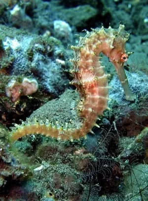 ayis n ilil -  Hippocampe - ayis n ilil - &#11568;&#11618;&#11593;&#11609; &#11599; &#11593;&#11.jpg