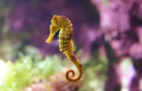 Hippocampe - ayis n ilil - &#11568;&#11618;&#11593;&#11609; &#11599; &#11593;&#11597;&#11593;&#1.jpg