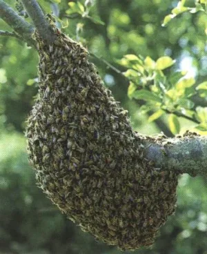 essaim d'abeilles - &#11568;&#11571;&#11631;&#11597;&#11593;&#11580; - agwlif 2.jpg